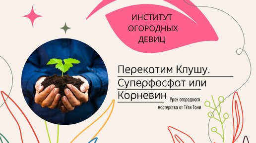 Перекатим Клушу. Суперфосфат или корневин?