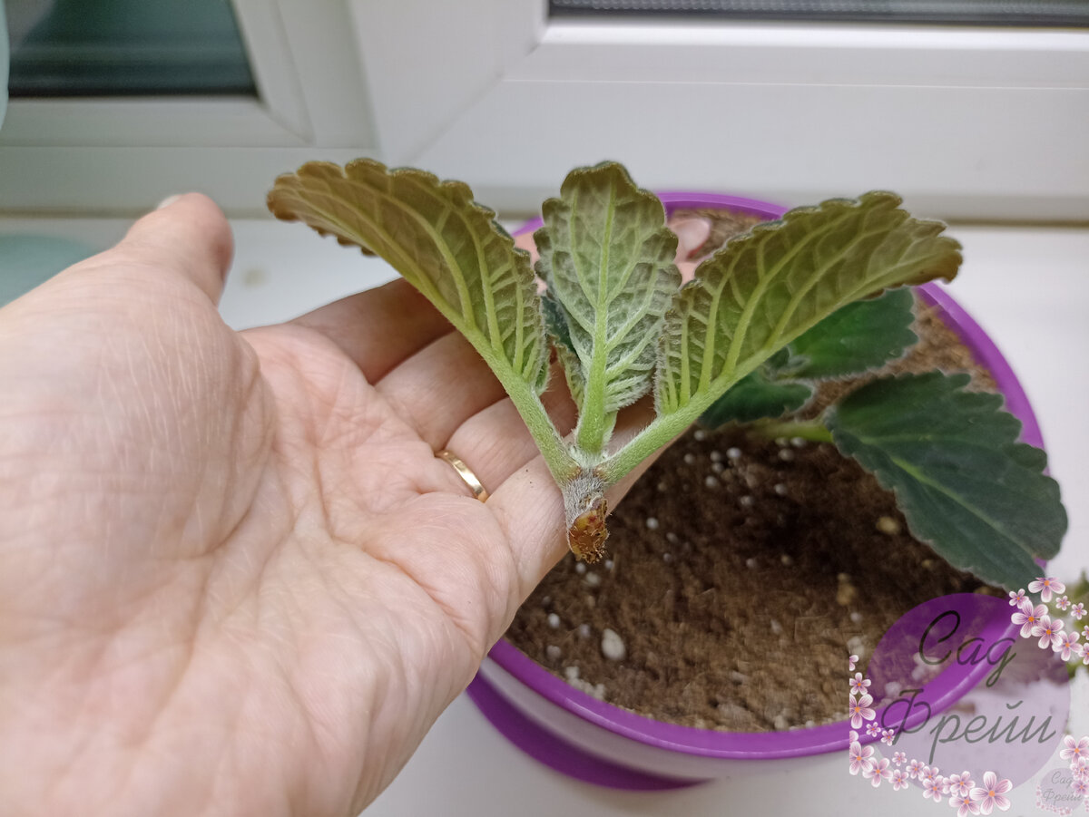 глоксинии проснулись в феврале что делать. глоксиния росток. с праздником глоксиния. глоксиния проснулась в декабре что делать. фото проснувшейся глоксинии.