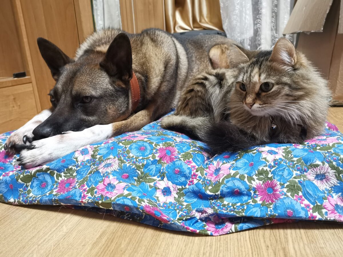 Никак думу думают?