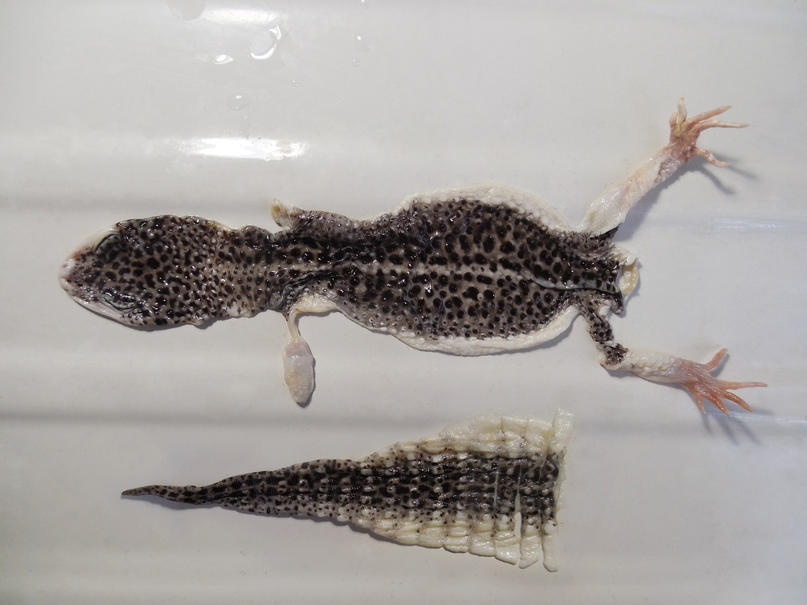 Снятие шкурки пятнистого эублефара