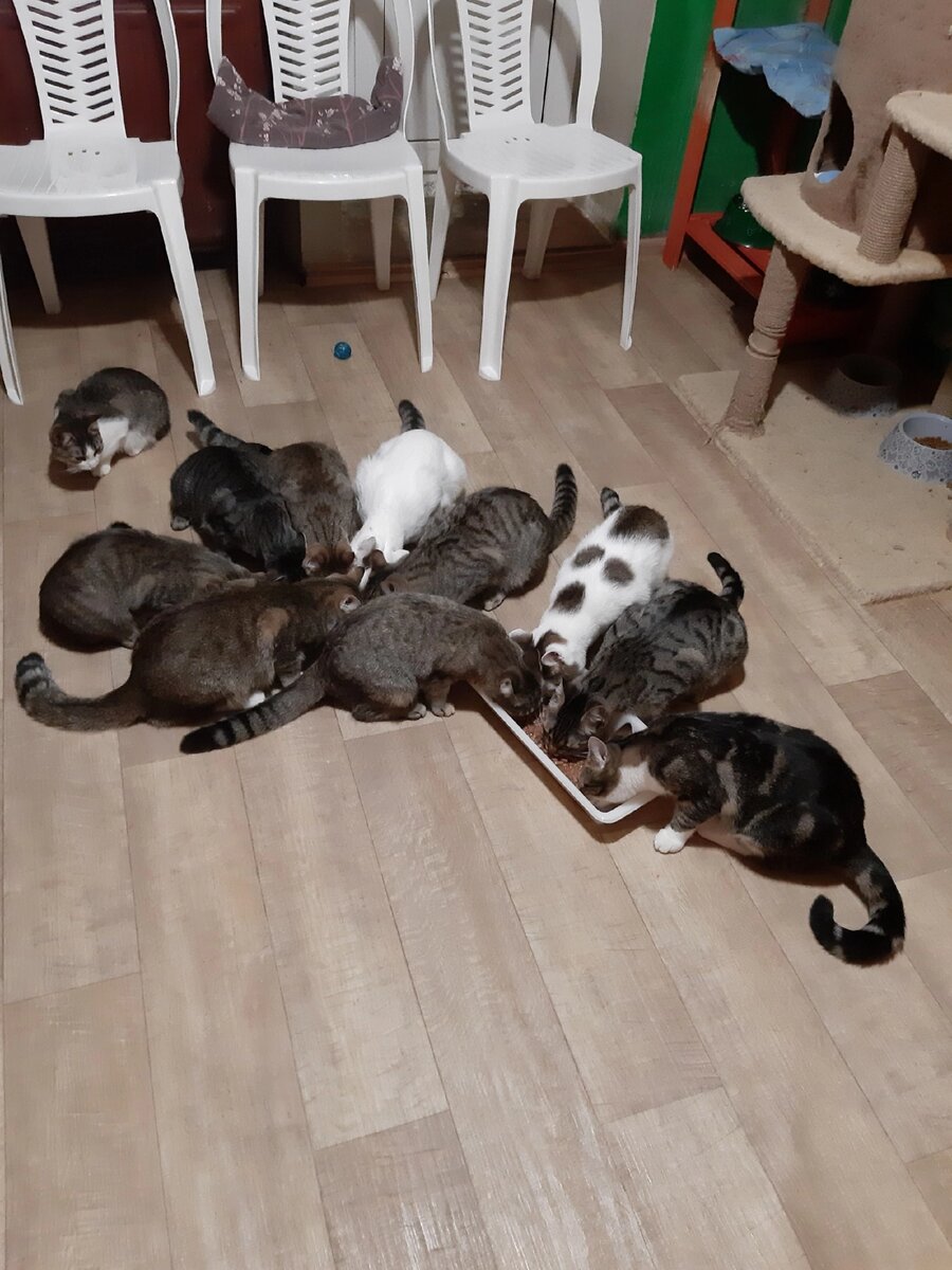 Фото из приюта. Угощение