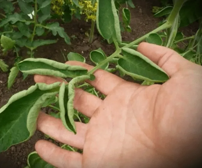 Фотография взята из источника prostayaferma.ru 