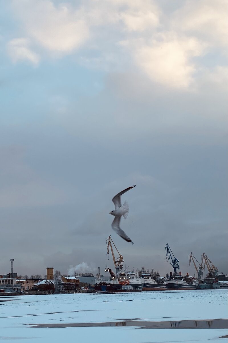 Фото автора канала Переехала на Васильевский! 08-01-2023