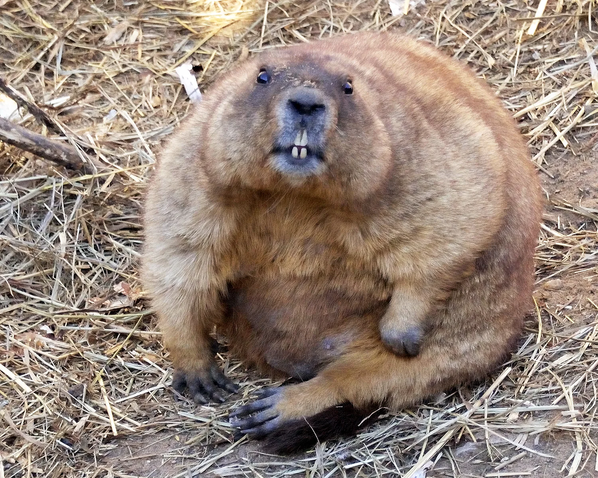 А уж лют-то...