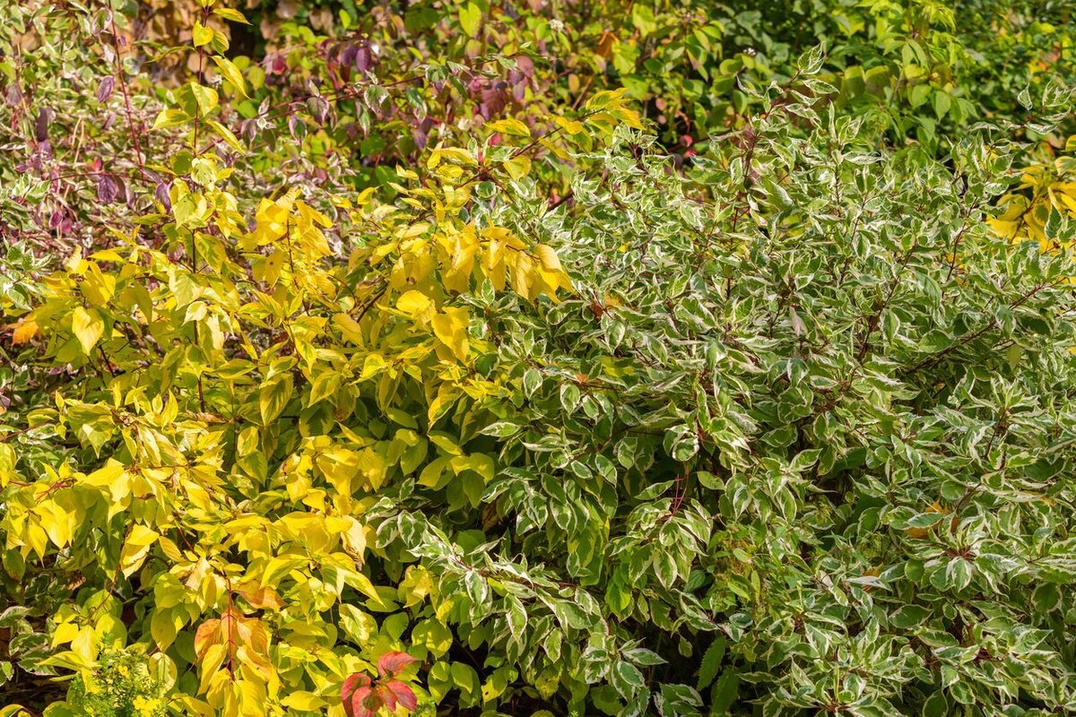    Дерены эффектны летом и особенно прекрасны в осеннем убранстве