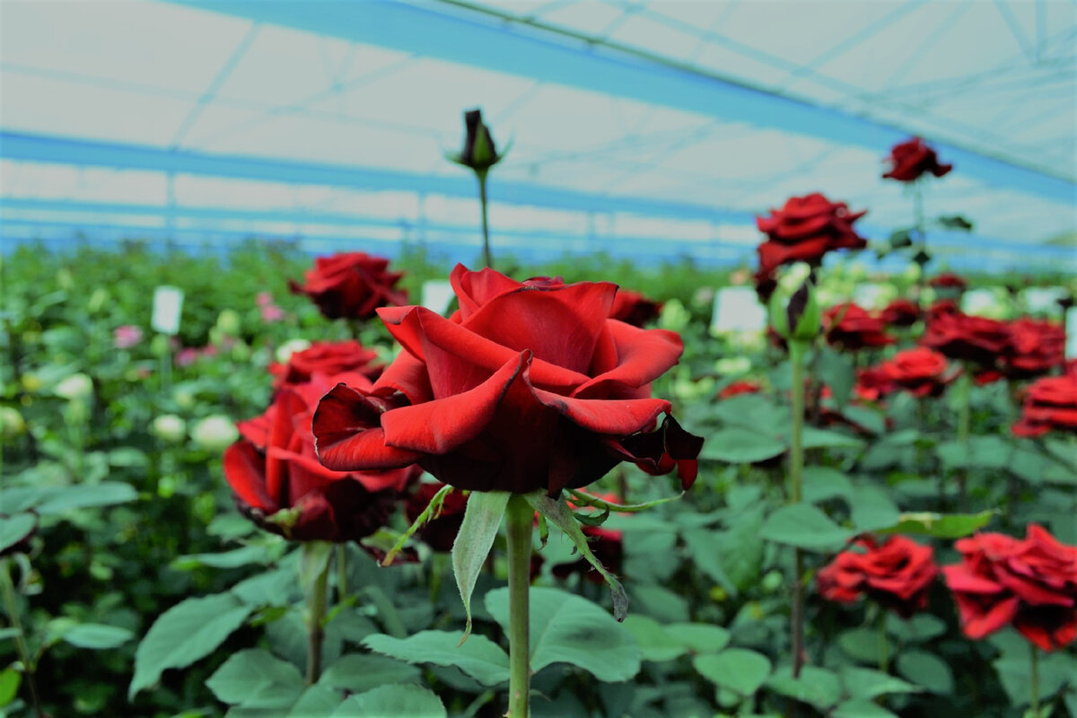 Выращивание роз в теплицах на срез - 7 шагов ухода