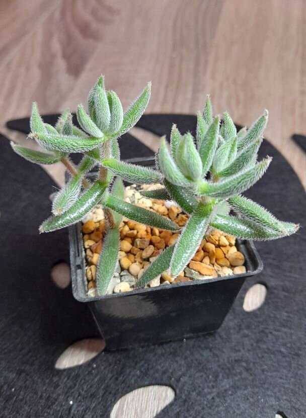 Мезембриантемовидная крассула (Crassula mesembryanthemoides) 