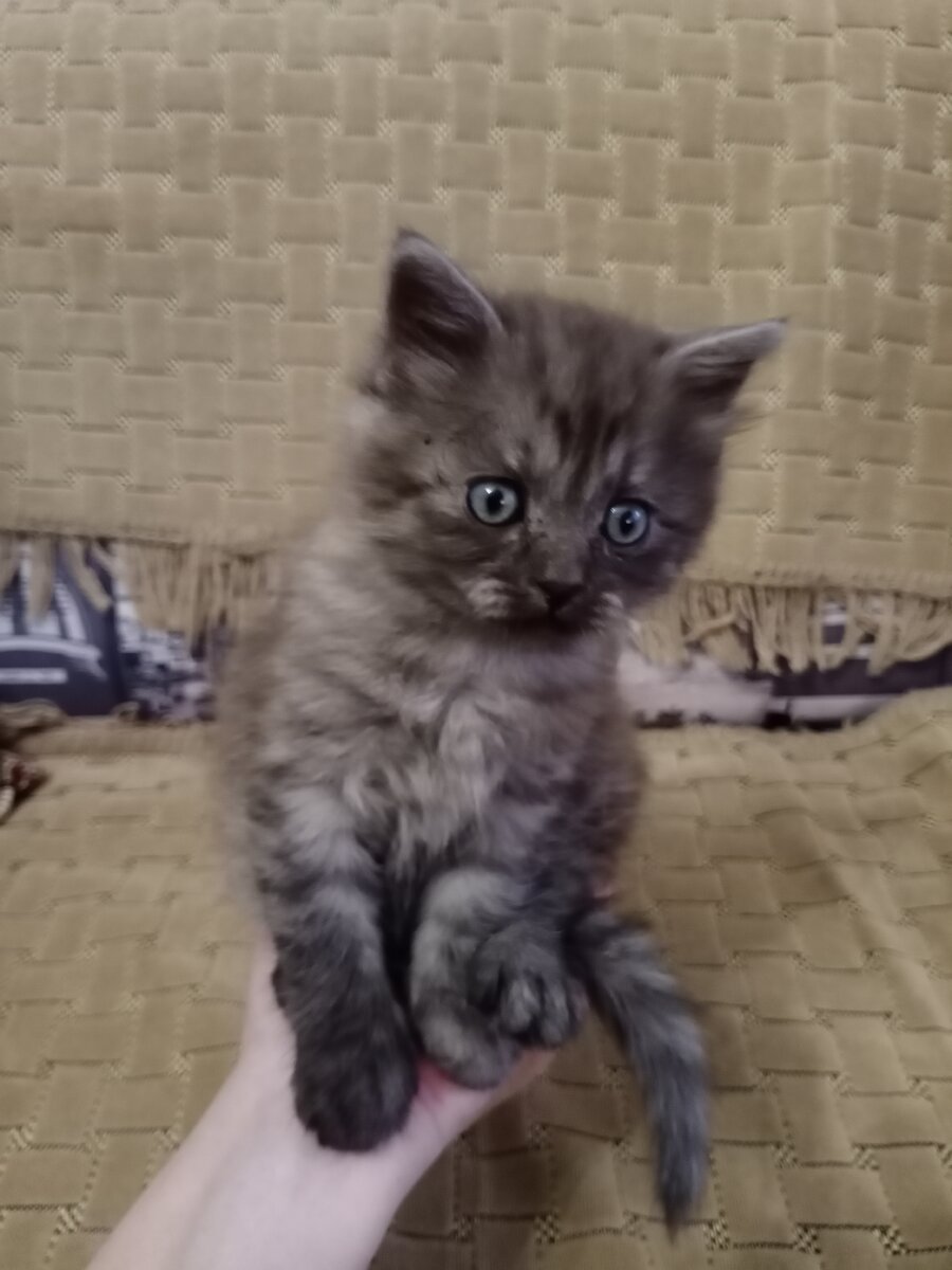 Сижу  на ладошке