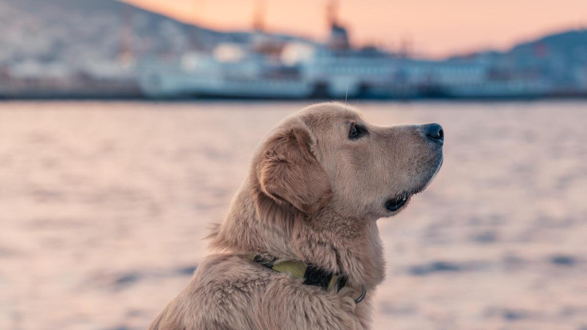    Собака на пляже:pexels.com