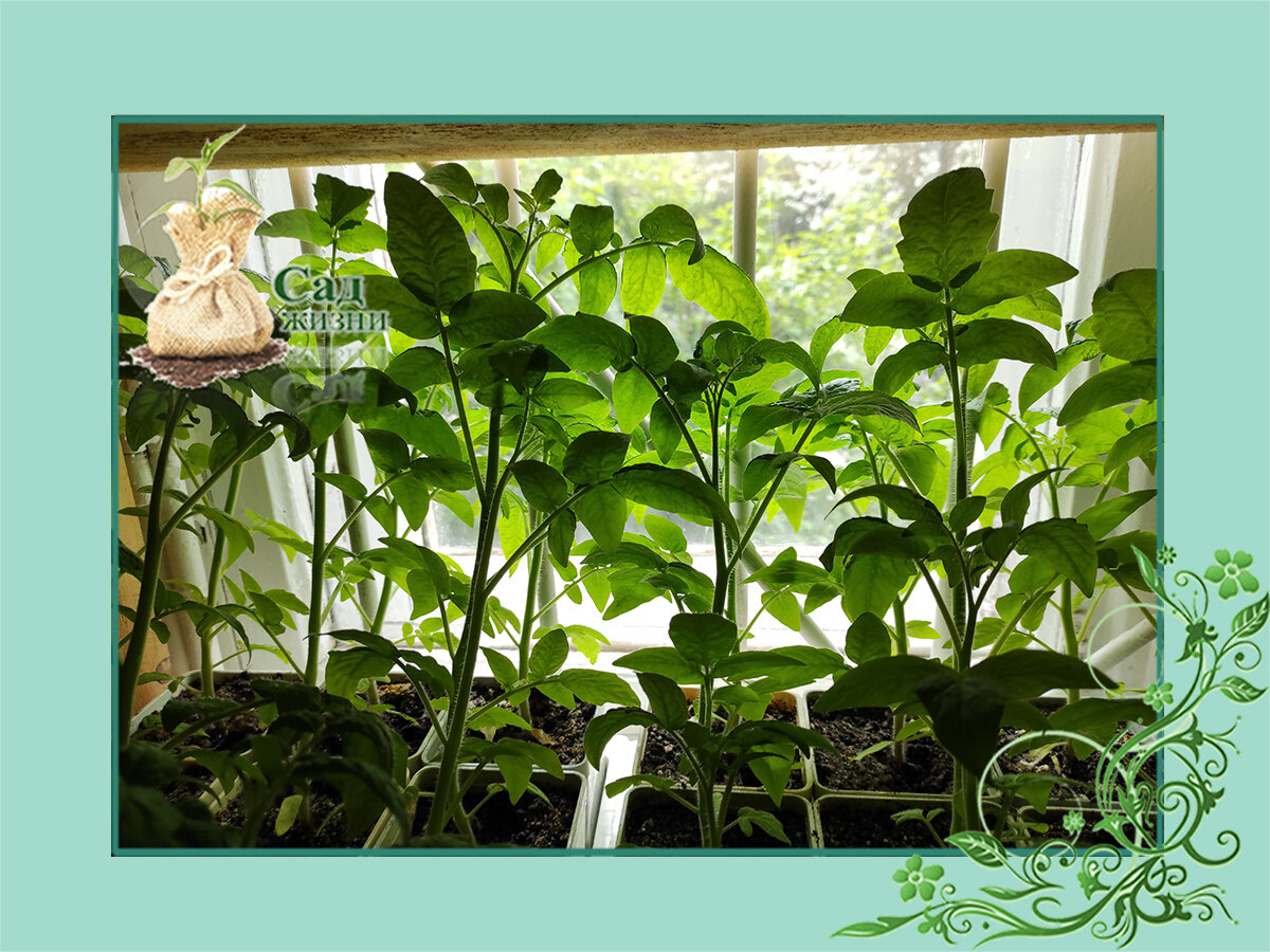 Как не ошибиться со сроком посева семян овощей на рассаду | Сад Жизни ...