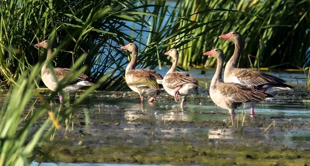    Фото: Росприроднадзор РФ