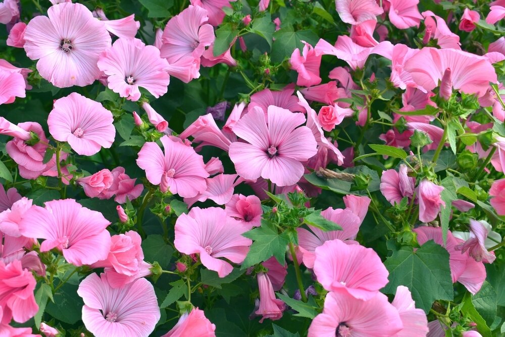    Цветет лаватера