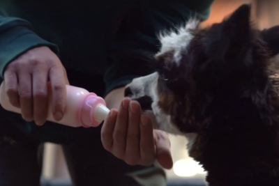    Новорожденная альпака ©Скриншот