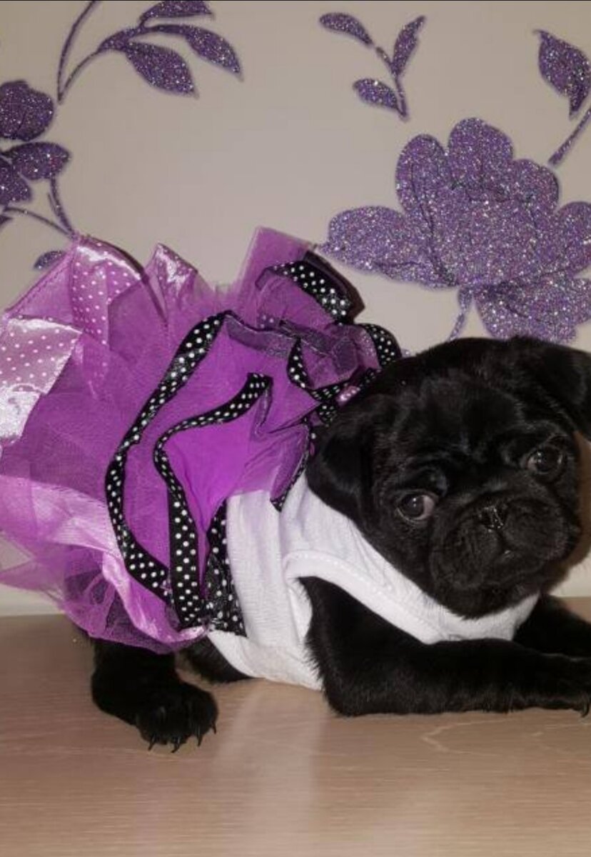 девчушка, присутствовашая с нами на прогулке.                            