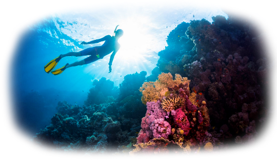"Погрузитесь в мир дайвинга".