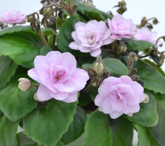 DS-Жасмин, мой долгожданный красавец