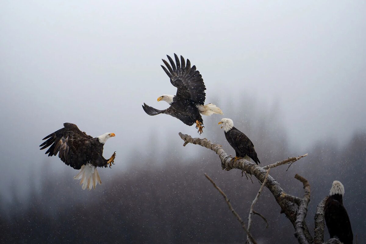 Самые невероятные мгновения National Geographic