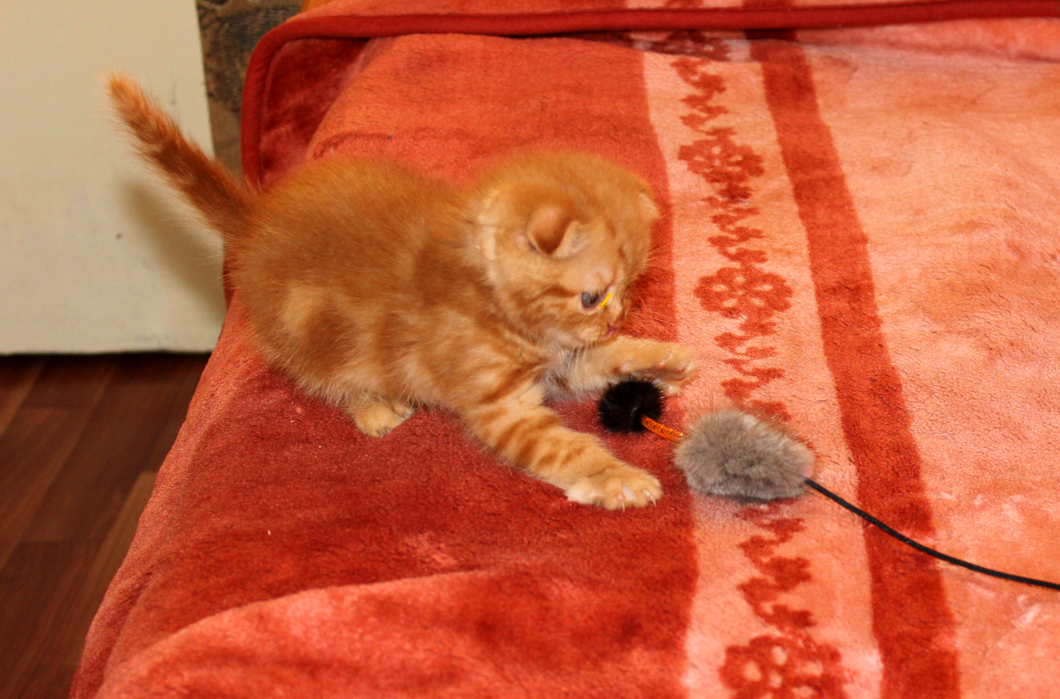 Бася играет с мышкой.  Все фото для статьи взяты из личного архива автора.