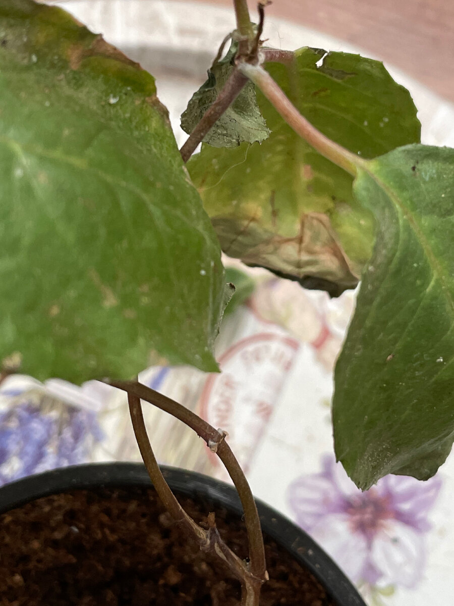 Пораженное растение паутинным клещом и белокрылкой 