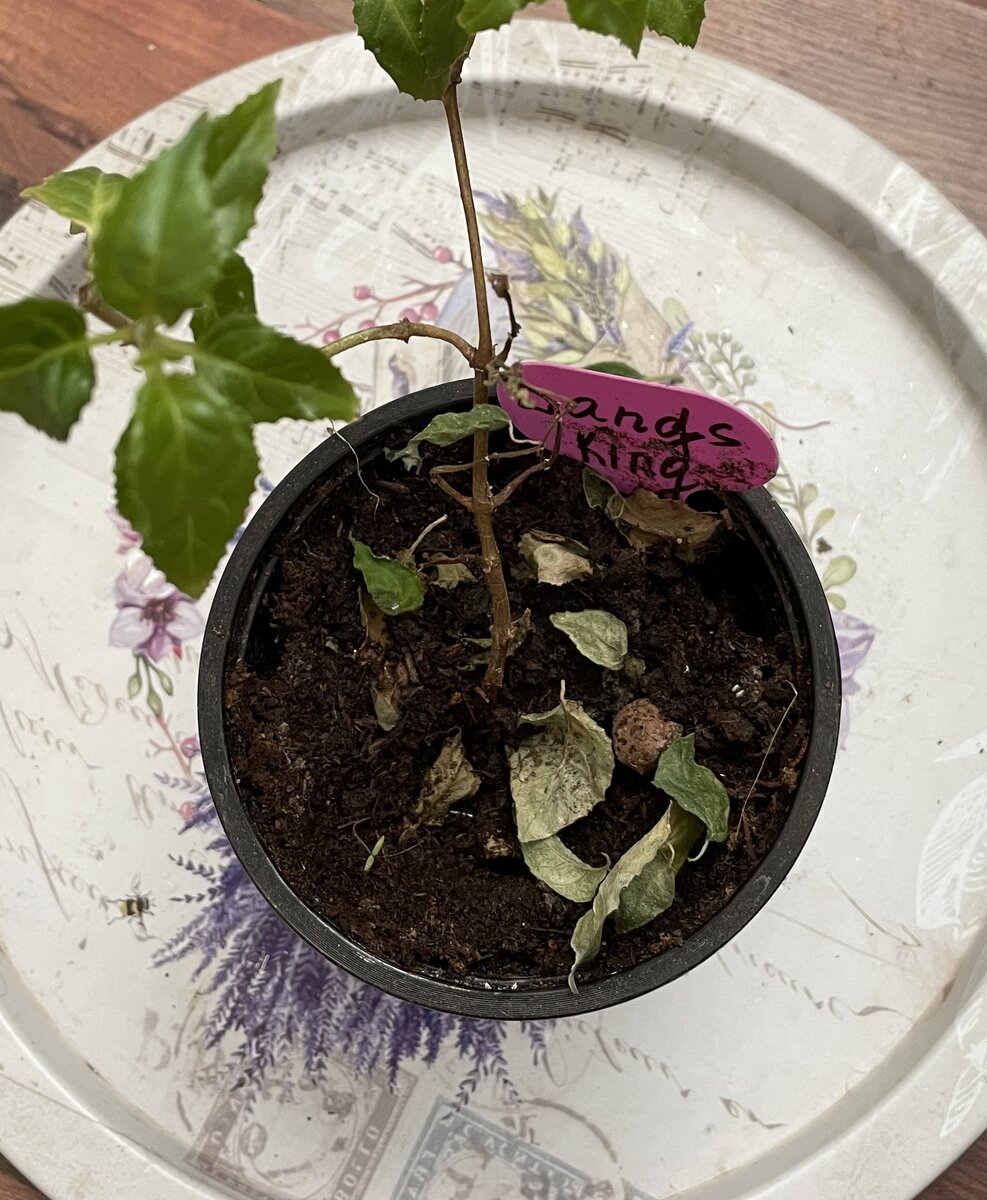 Молоденькая фуксия, пораженная паутинным клещом 