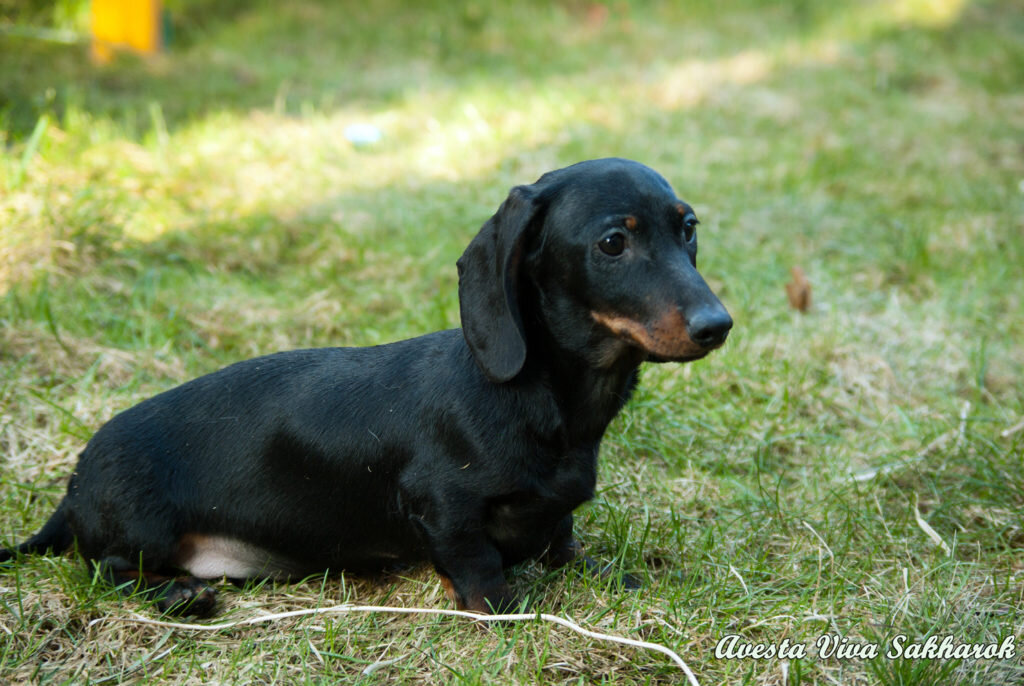 Кроличьи таксы питомника РКФ «Авеста Вива»