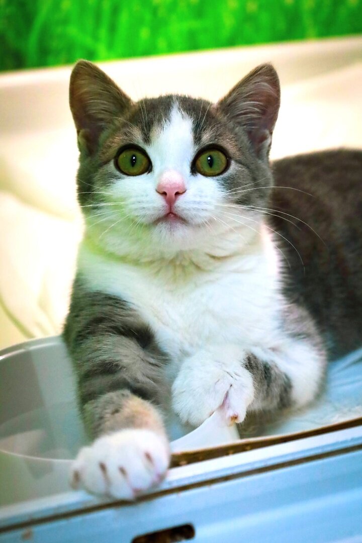 Лапонька Доротея