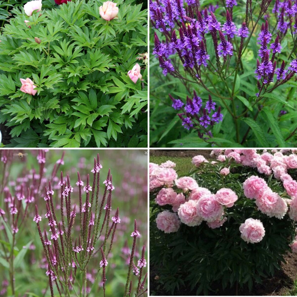 Вербена копьевидная и пионы