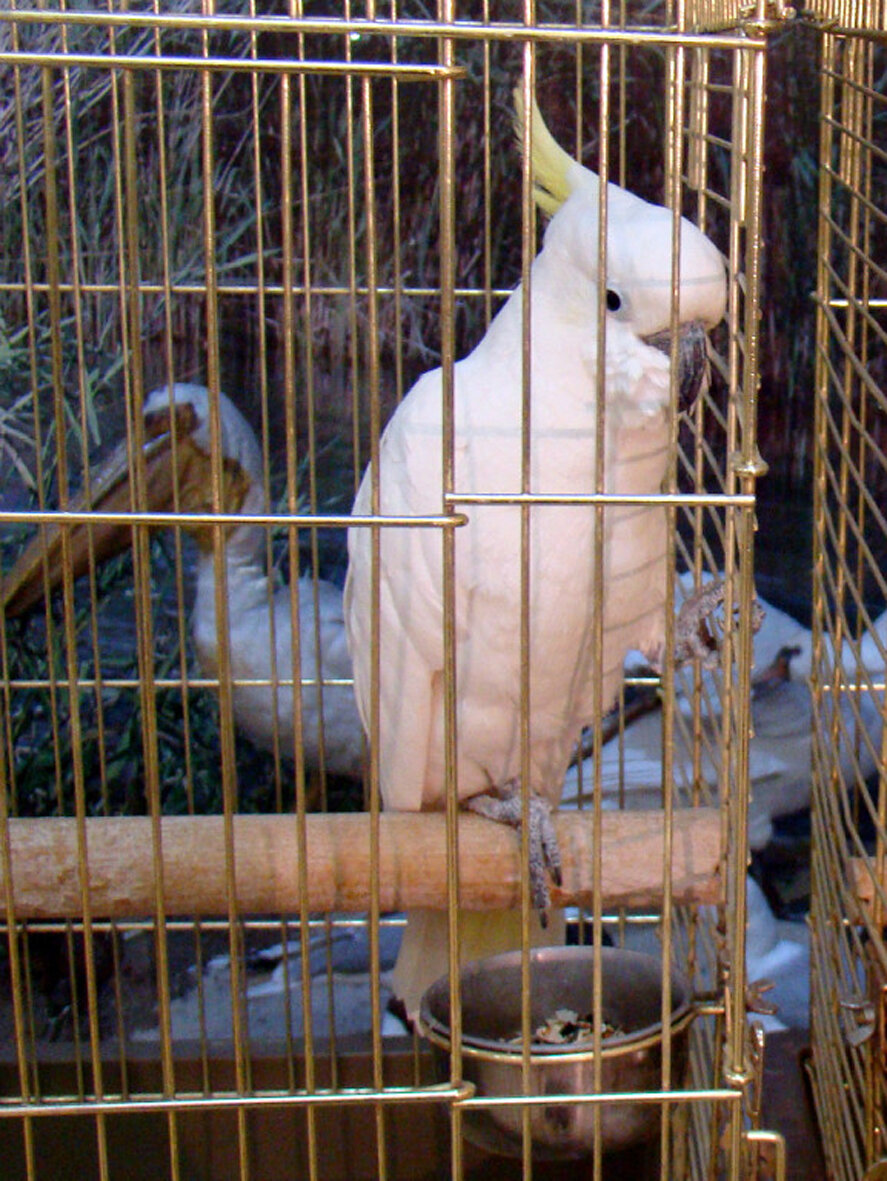 Можно покрасить в любимый цвет капитана