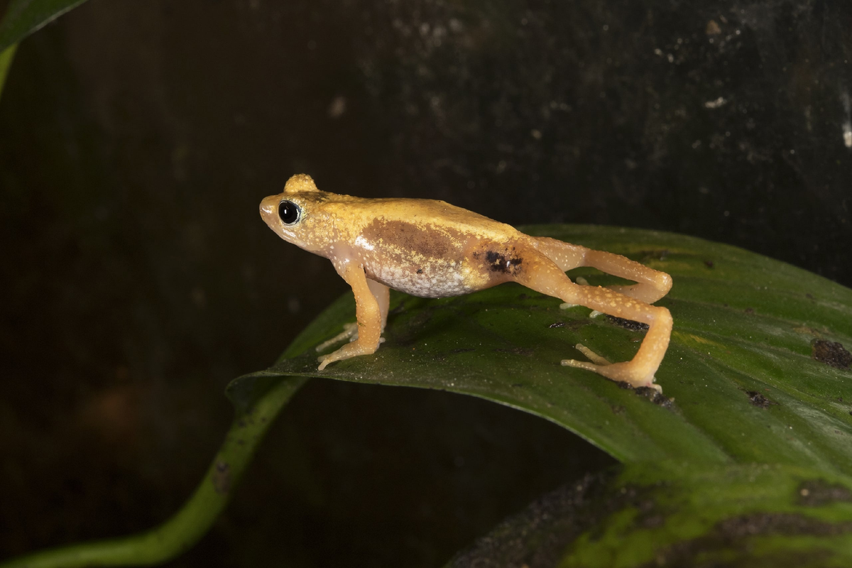 Физминтука от жабы-брызгуна: согните руки в локтях, поставьте ноги на ширине плеч и встаньте в планку. Держать 5 минут.   