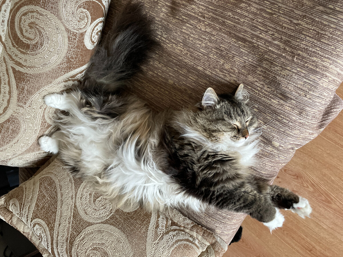 Ох! И люблю же я поспать!