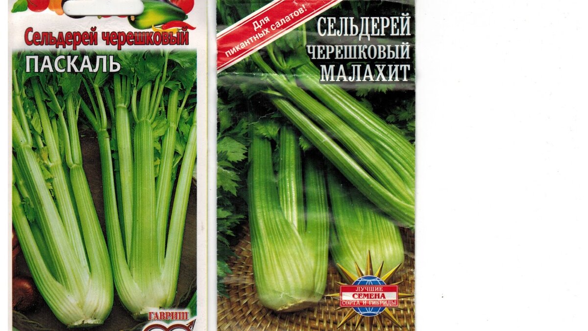 Сельдерей черешковый