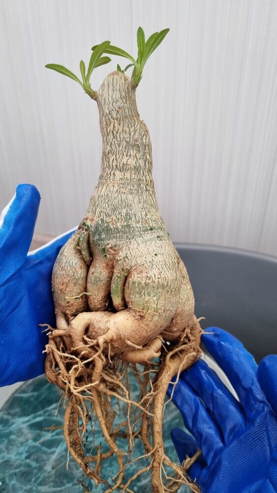 Вырастила Адениум как "корень мандрагоры", теперь осталось дождаться ...