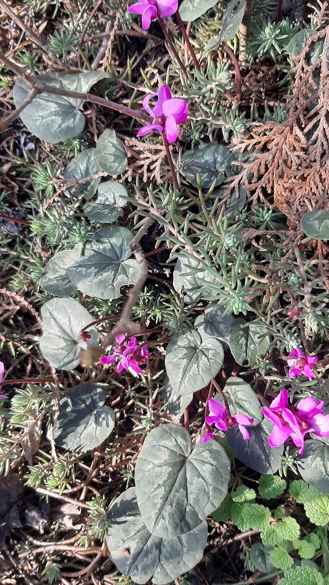 Самая крупная популяция цикламена косского в России находится на юге Краснодара. 