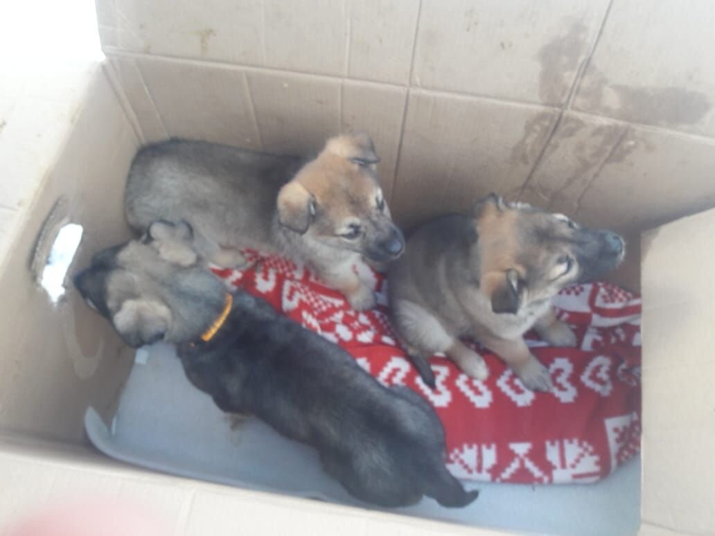 Подкинули щенков в клинику. 