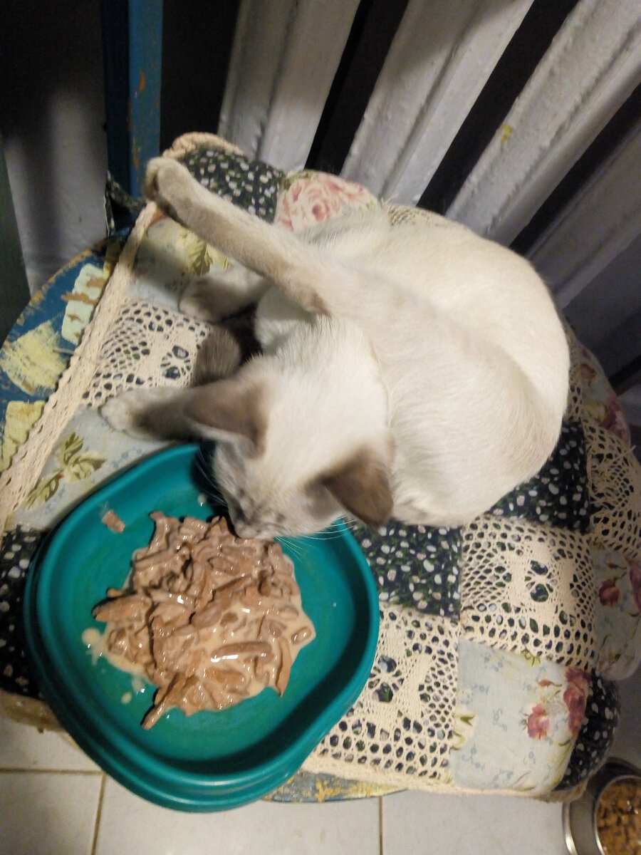 Как правильно кормить кошку | Виктория Виницкая, тайские кошки и все, что я  люблю | Дзен