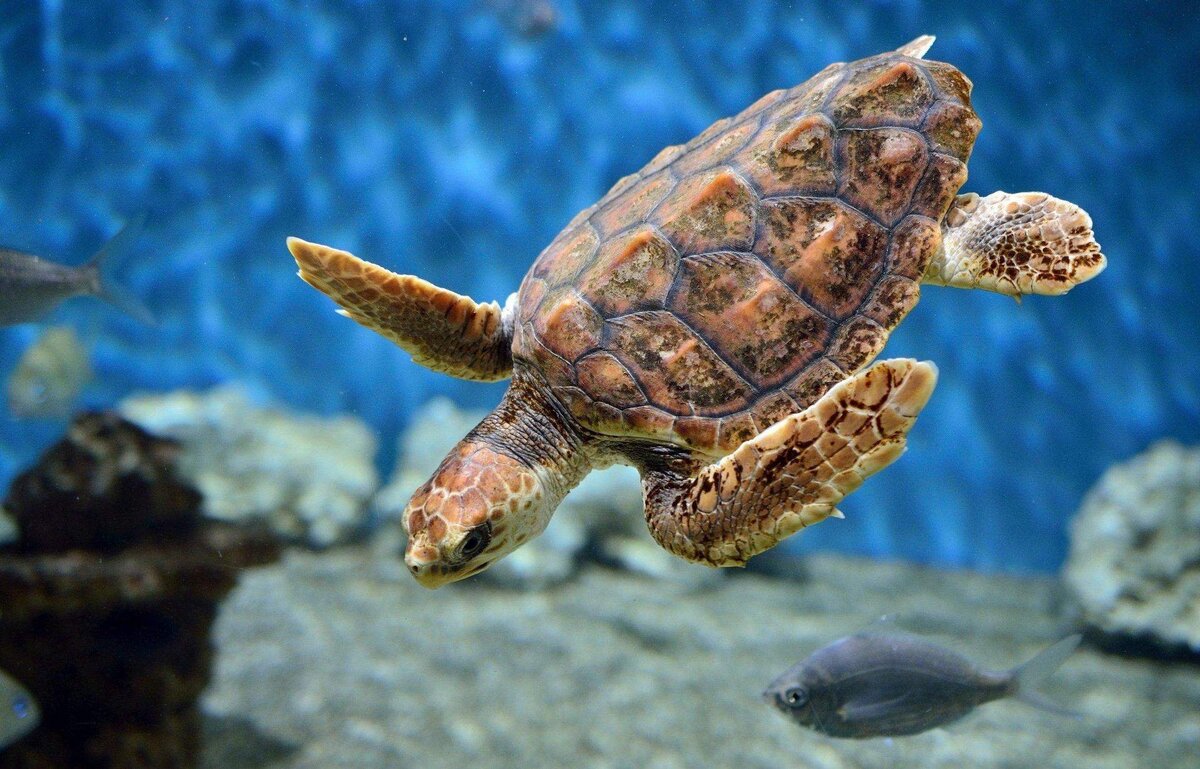      Морская черепаха