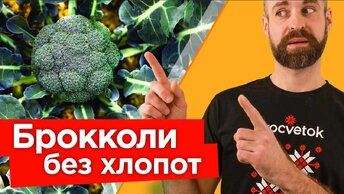 Делюсь секретами огромного урожая брокколи! Тонкости выращивания брокколи от посева до сбора урожая 🥦