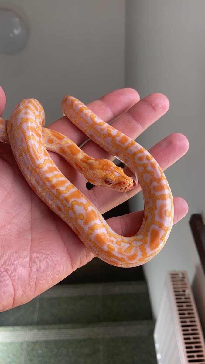 Тигровый питон моего разведения 