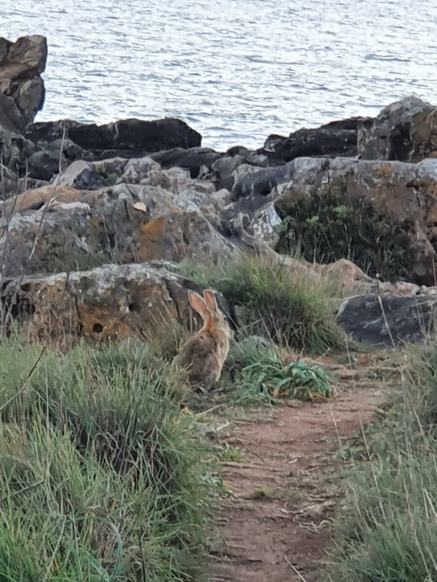 (Фото автора. Португальский заяц позирует Зае)