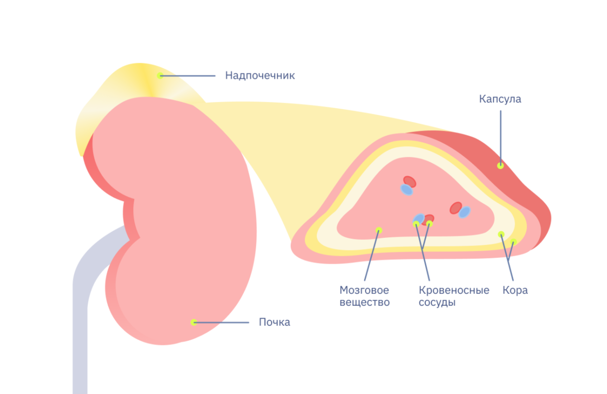 Мозговое вещество надпочечников.