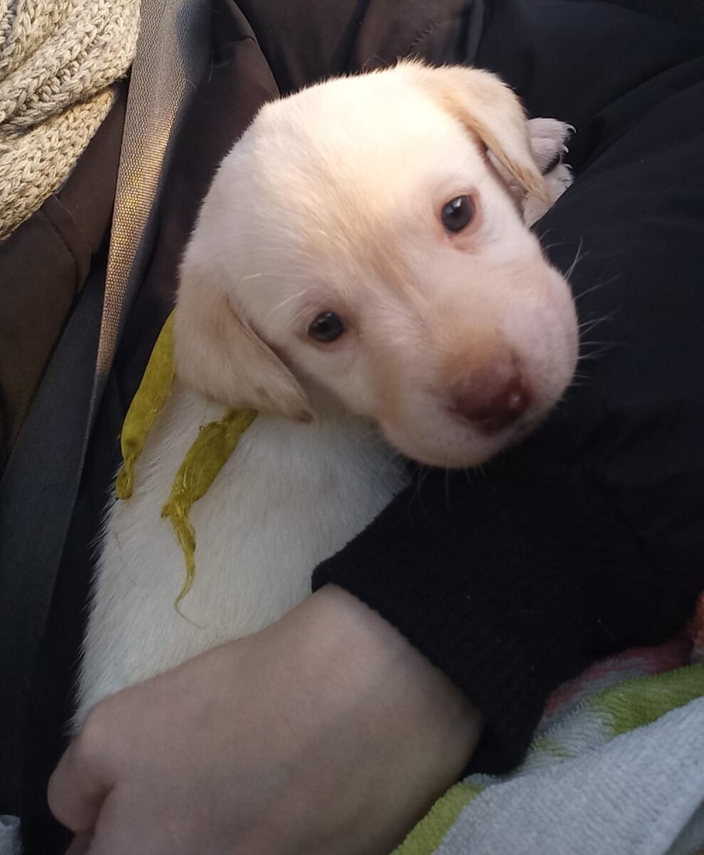 по пути домой