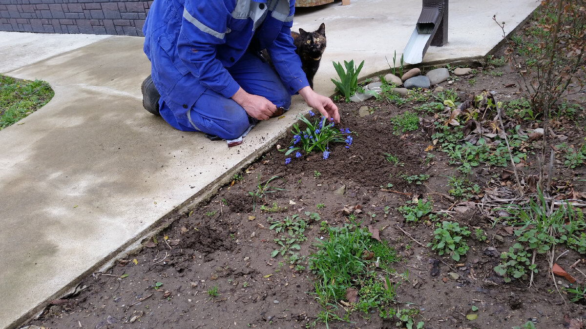 Пролески. Определение их на ПМЖ.