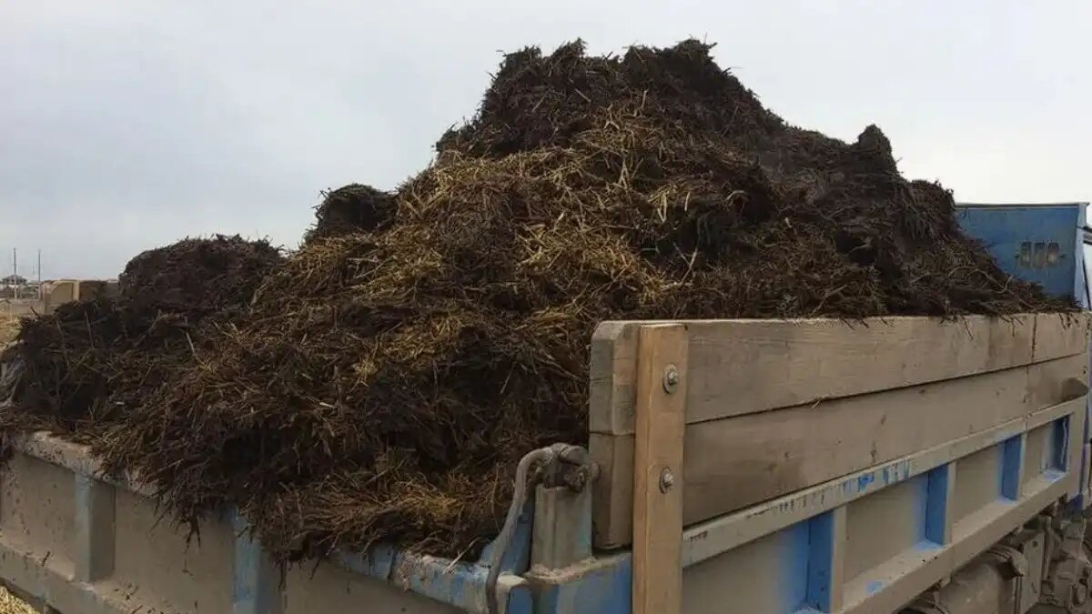 Навоз. Много навоза. Много навоза. Навоз перегной. Много навоза.