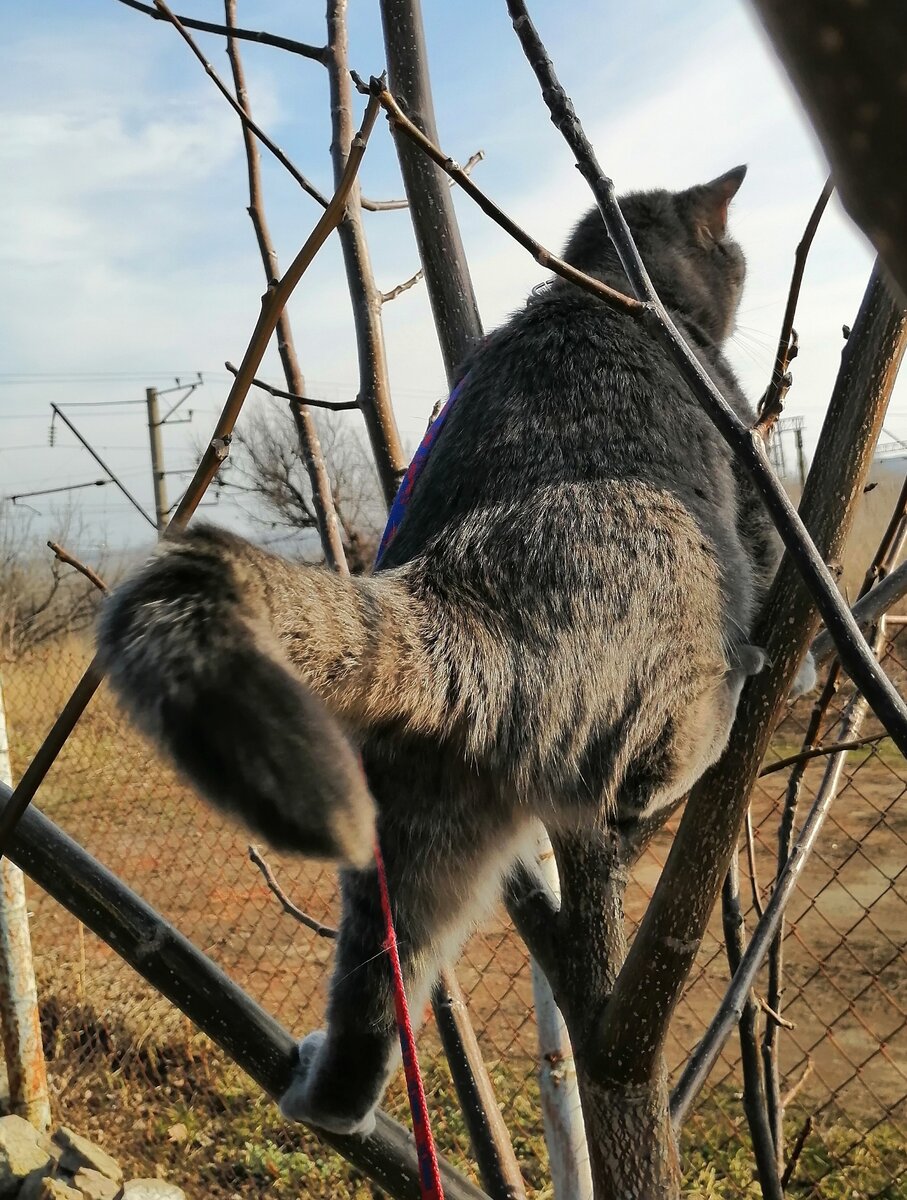 Котики распускаются😂