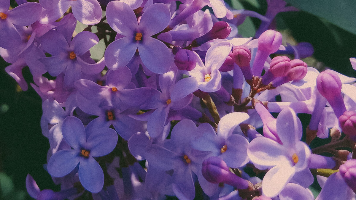 Сибирь. Сирень.