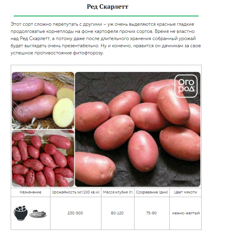 Картофель ред скарлет описание сорта характеристика. Сорта картофеля устойчивые к калорадскому жуку. Картофель ред Скарлетт фото. Какой сорт картофеля лучше выращивать на кислых почвах.