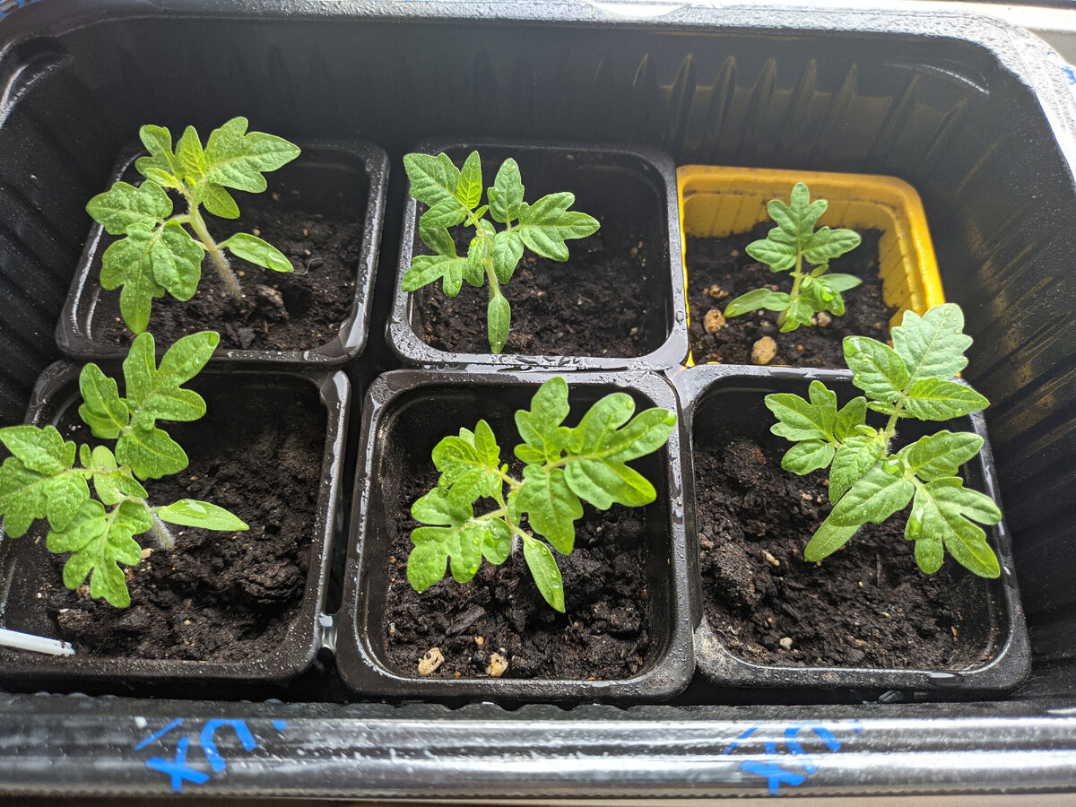 Помидорки тоже растут, но среди них низкорослики попадаются 😆.