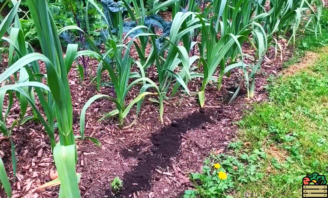 Посыпаю чеснок в мае такой "мукой". Листочки никогда не желтеют, а головки получаются крупнее лука