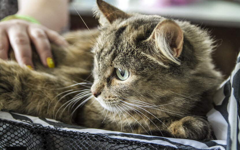    5 признаков того, что ваша кошка беременна