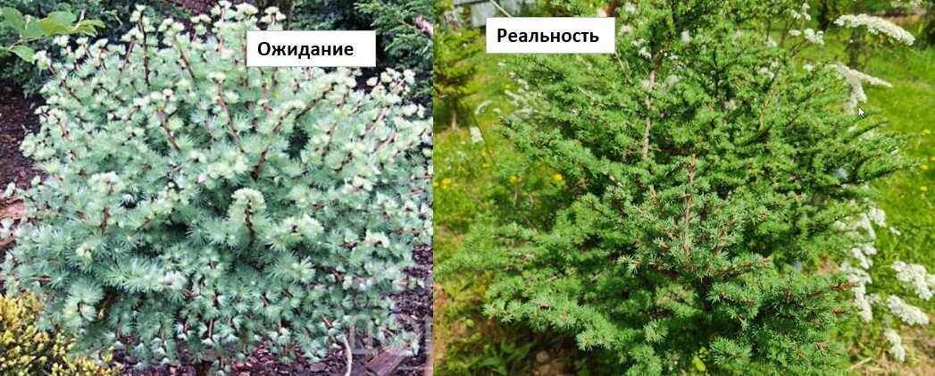 Лиственница Блю Дварф - фото из интернета (слева) и растение в моем саду (справа)